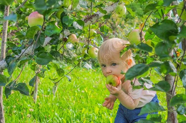漂亮的小的女孩收集和食物苹果从一苹果树向