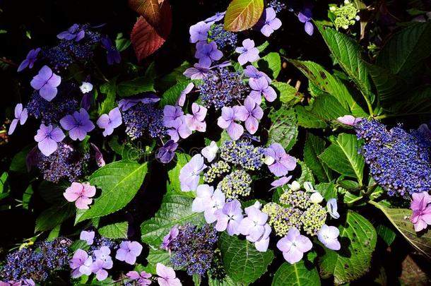 八仙花属花花瓣aux.能够是大大地和小的