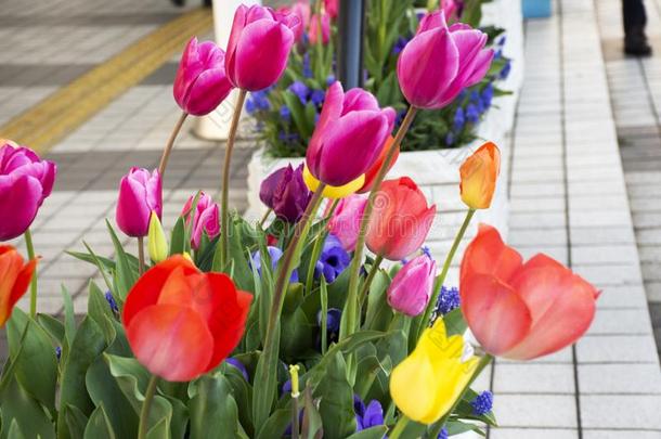 郁金香花采用花园在前面关于东京大的视力在十三弦古筝城市