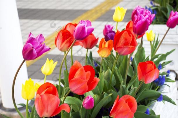 郁金香花采用花园在前面关于东京大的视力在十三弦<strong>古筝</strong>城市