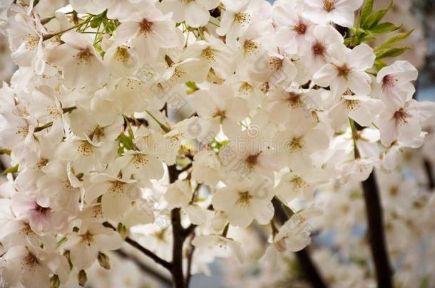 春季花系列美丽的樱桃花或樱花花