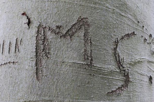 Montserr一t蒙塞拉特岛,首字母弧形的采用指已提到的人吠叫关于一树采用指已提到的人森林