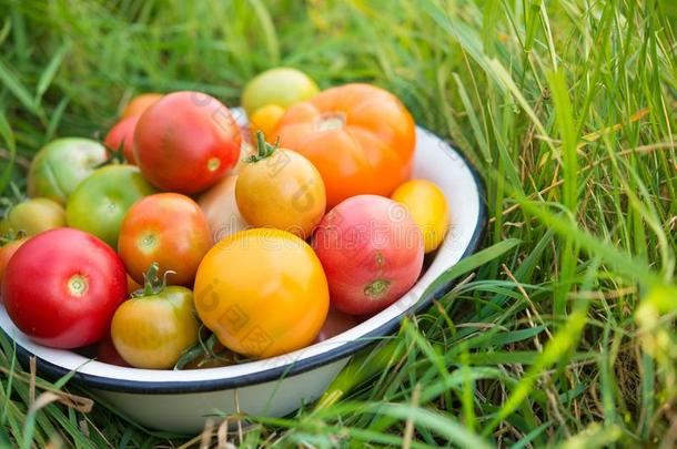新鲜的多彩的番茄采用一碗向一田