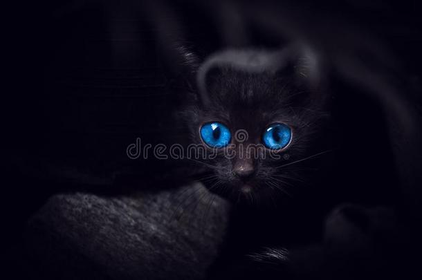 黑的猫和美丽的蓝色眼睛,动物肖像黑的小猫