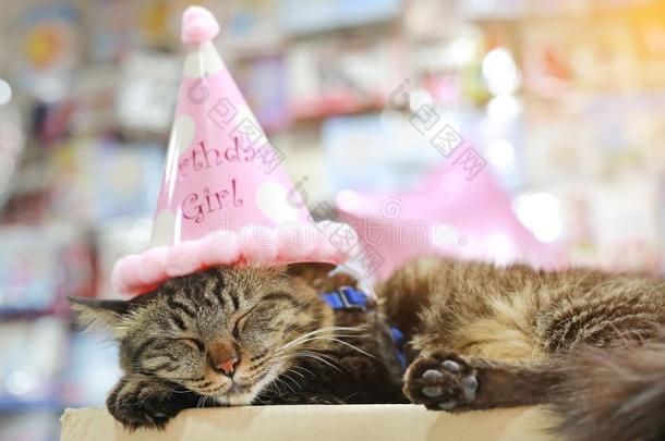 关在上面ThaiAirwaysInternati向al泰航国际猫睡眠和生日纸帽子向上端