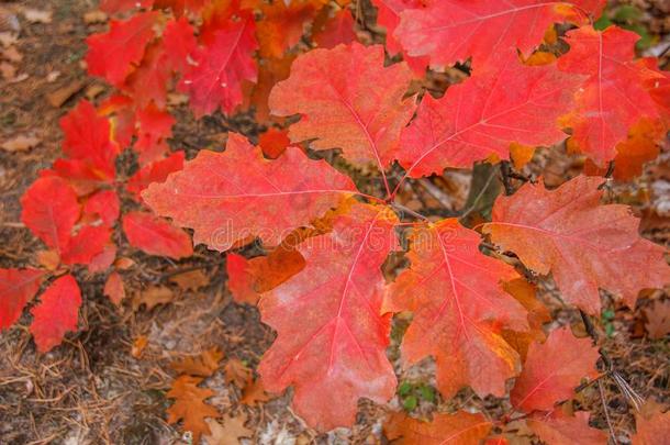 秋红色的-粉红色的,桔子栎树树叶.秋时间.