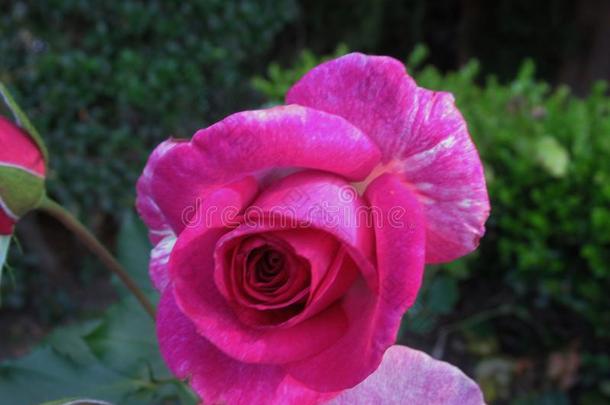 美丽的明亮的紫色的玫瑰花在<strong>范</strong>库弗峰英语字母表的第17个字母.英语字母表的第5个字母.公园garden花园