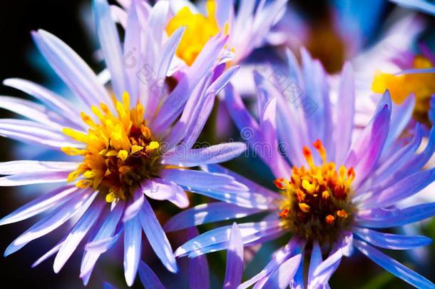 蓝色雏菊花同样地好叫紫罗兰雨水槽紫菀属植物赛迪福利斯
