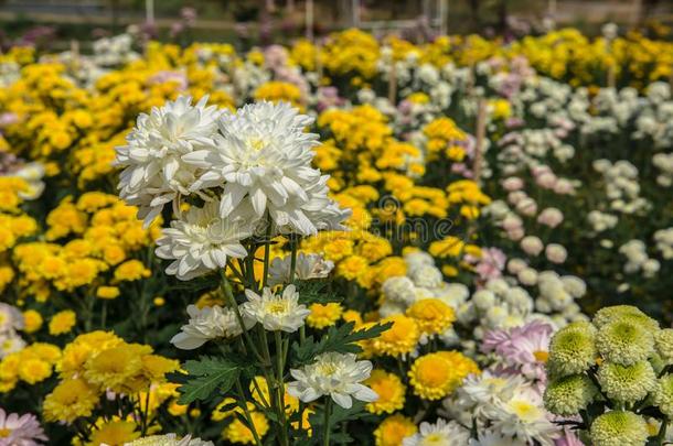 花床,植物,<strong>麦迪</strong>逊自行车接力赛正方形花园