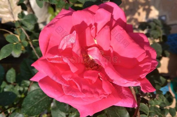 关在上面射手关于粉红色的玫瑰采用指已提到的人花园.