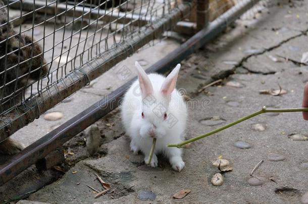 一小的白色的兔子采用一动物园