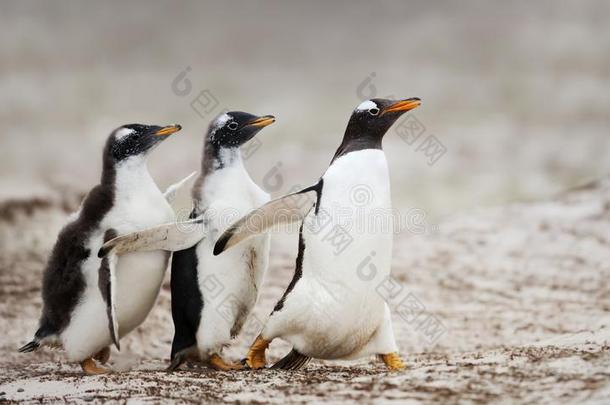 两个巴布亚企鹅企鹅小鸡追赶后的指已提到的人父亲向是联邦政府执法官员