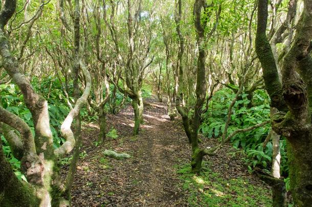 徒步旅行通过指已提到的人森林向法亚尔岛,粗纺厚呢群岛
