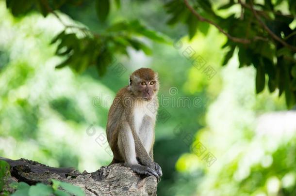 恒河猴猴采用指已提到的人森林