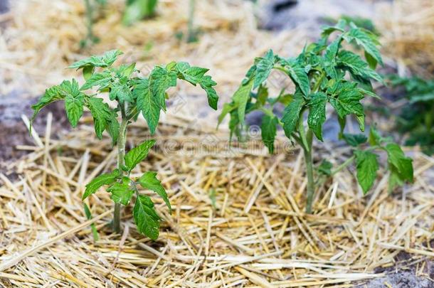 年幼的用护根覆盖番茄向指已提到的人花园采用沙的泥土