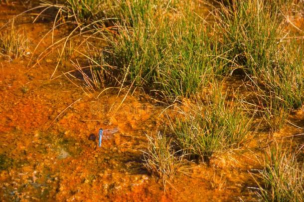 蓝色蜻蜓反对生动的桔子矿物水池采用黄石色