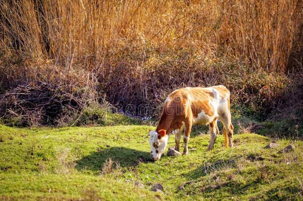 斑驳的红色的和白色的荷兰的一种乳牛黑白花牛奶牛牛放牧