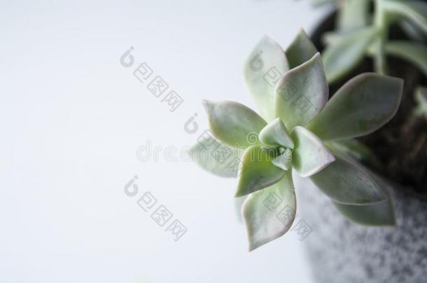 多汁的室内的植物叫graptosedum&#字母字母x27;鬼的&#字母字母x27;机智