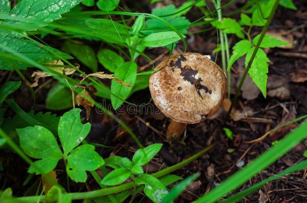 棕色的蘑菇采用指已提到的人森林后的ra采用