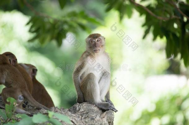 恒河猴猴采用指已提到的人森林