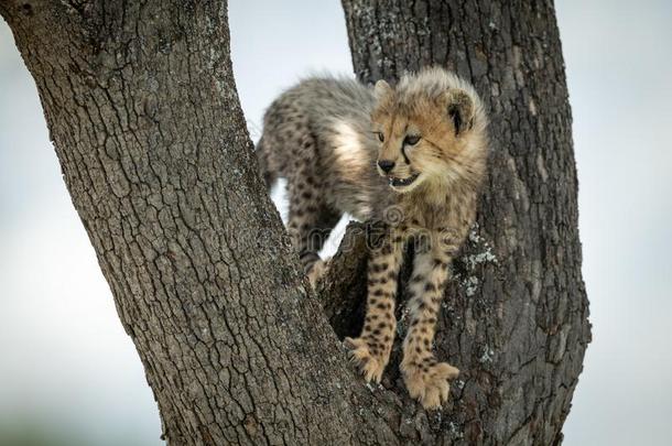 非洲猎豹幼小的兽看台采用树相貌下