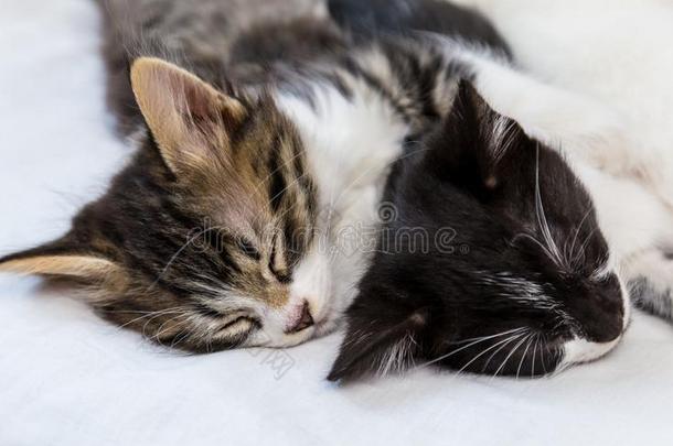 两个小猫睡眠向白色的背景