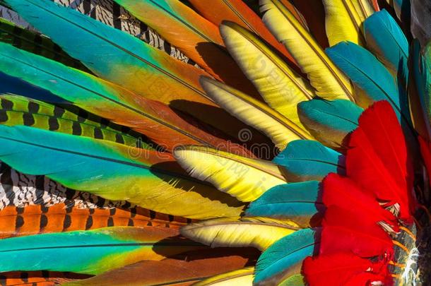 指已提到的人羽毛有许多羽毛关于明亮地有色的鸟.