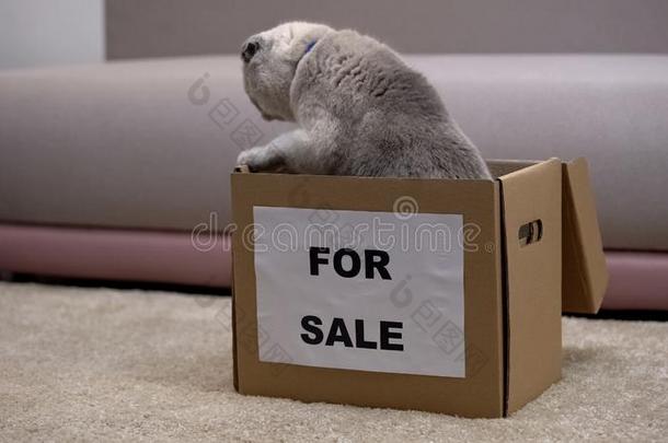 成熟的猫为卖获得出局关于盒,获得用过的向新的相隔