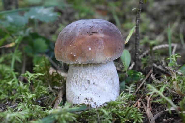 指已提到的人美丽的牛肝菌蘑菇采用指已提到的人森林