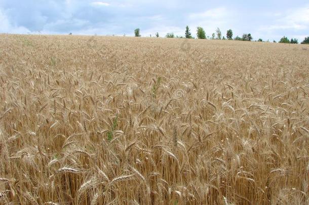 乡下的乡村路通过小麦田.黄色的大麦田