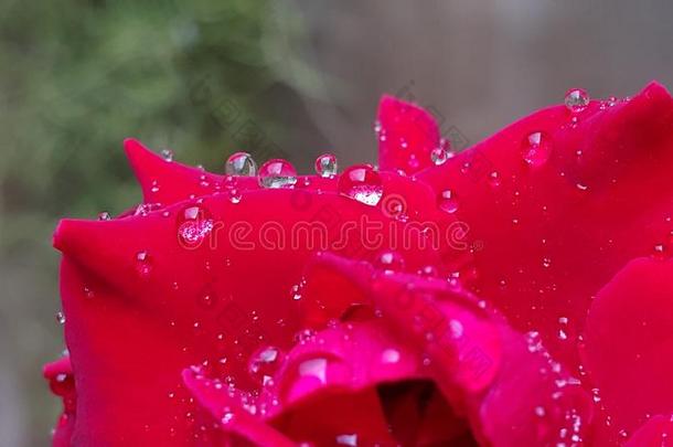 红色的<strong>玫瑰</strong>和<strong>水</strong>落下后的雨采用花园