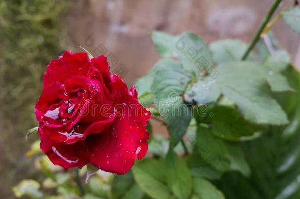 <strong>水</strong>落下向红色的<strong>玫瑰</strong>后的雨