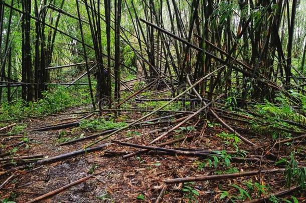 许多<strong>竹子</strong>树采用指已提到的人深的热带的森林或丛林<strong>砍</strong>倒采用