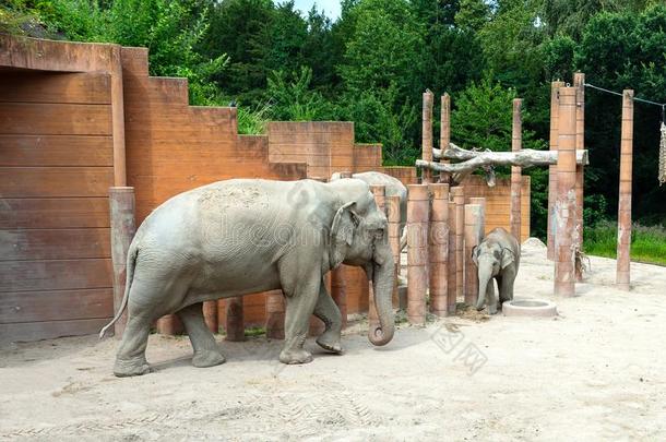 美丽的大的象和小的婴儿象.自然.