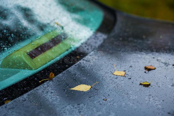 黑暗的蓝色汽车在秋下雨的一天和桔子桦树树叶-自己
