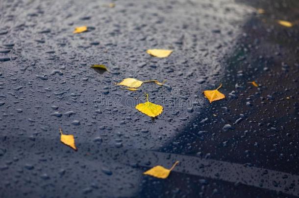 黑的汽车在秋下雨的一天和黄色的桦树树叶-塞莱蒂