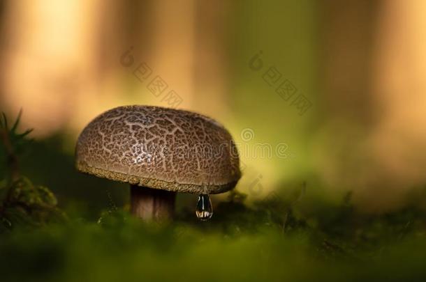 美丽的蘑菇采用大气的环境.Lat采用名字xeroco