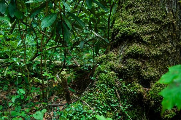 树大量的采用苔藓和植物生活