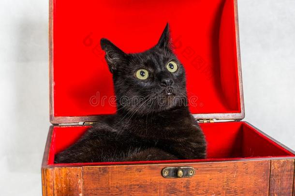 惊奇的黑的猫采用木制的保险柜和红色的采用terior