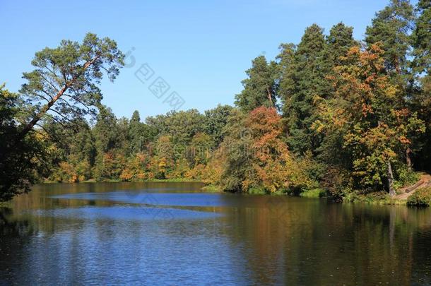 金色的秋采用城市国家森林公园