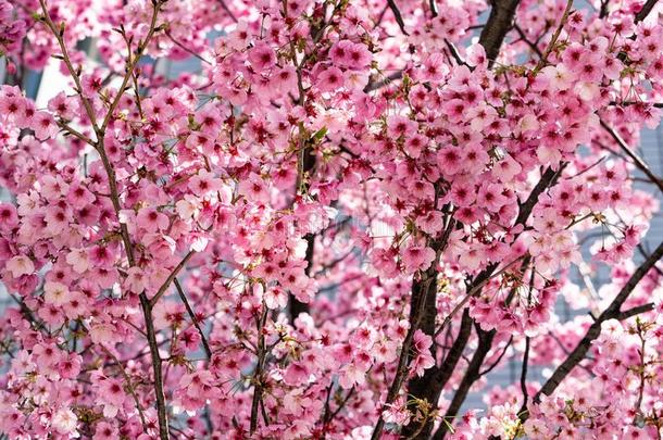 粉红色的樱花日本人樱桃花采用满的花