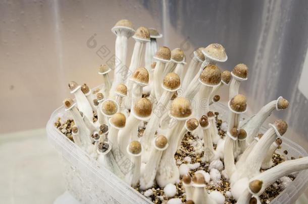生长的室内的假<strong>单</strong>胞菌素引起幻觉的蘑菇