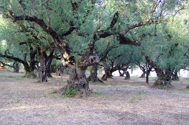 橄榄树采用橄榄小树林.指已提到的人勤奋的手关于指已提到的人农民英语字母表的第11个字母