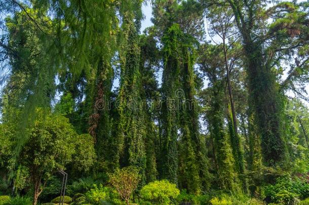 夏风景关于武汉植物学的花园