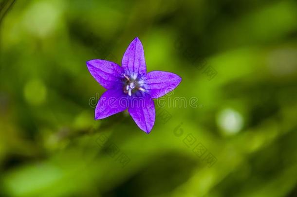 钟撒布风铃草属植物紫色的花宏指令