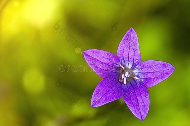 钟撒布风铃草属植物紫色的花宏指令