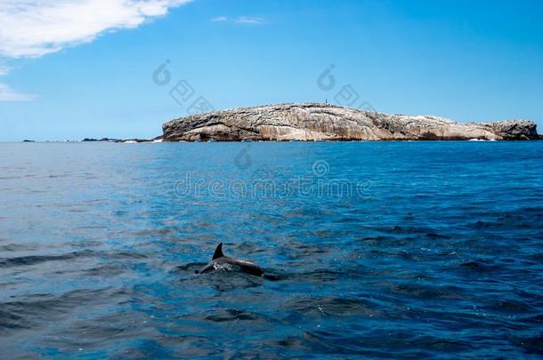 野生的海豚在海表面关向岛拉日demand需要San向s