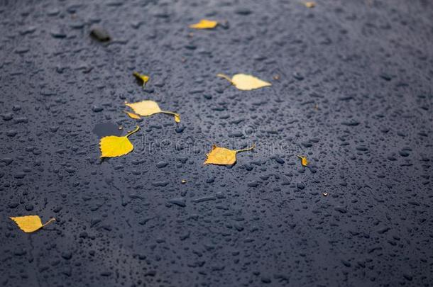 深的蓝色汽车在秋下雨的一天和黄色的桦树树叶-自己