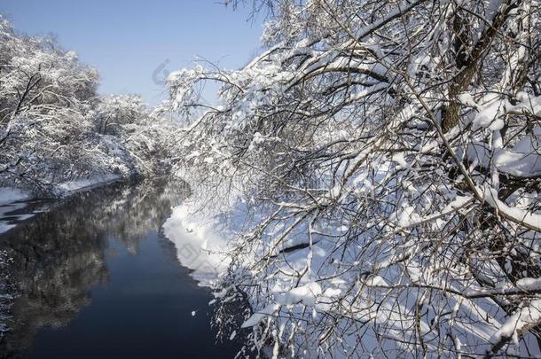 美丽的射手关于一河被环绕着的和树大量的采用雪