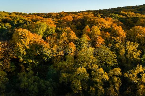 <strong>金色</strong>的秋背景,空气的雄蜂看法关于森林和耶洛